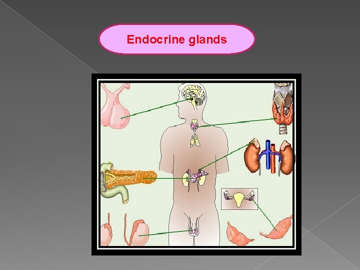 Endocrine glands 