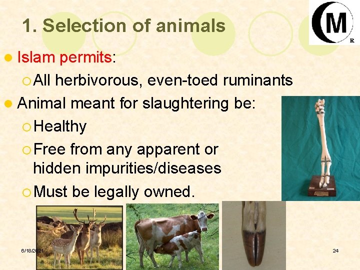 1. Selection of animals l Islam permits: ¡ All herbivorous, even-toed ruminants l Animal