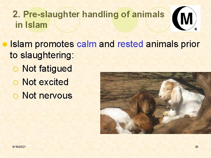 2. Pre-slaughter handling of animals in Islam l Islam promotes calm and rested animals