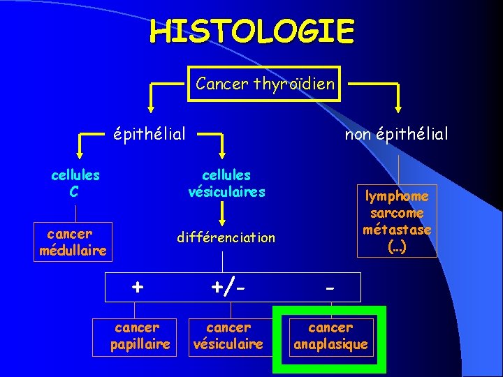 HISTOLOGIE Cancer thyroïdien épithélial non épithélial cellules C cellules vésiculaires cancer médullaire différenciation lymphome