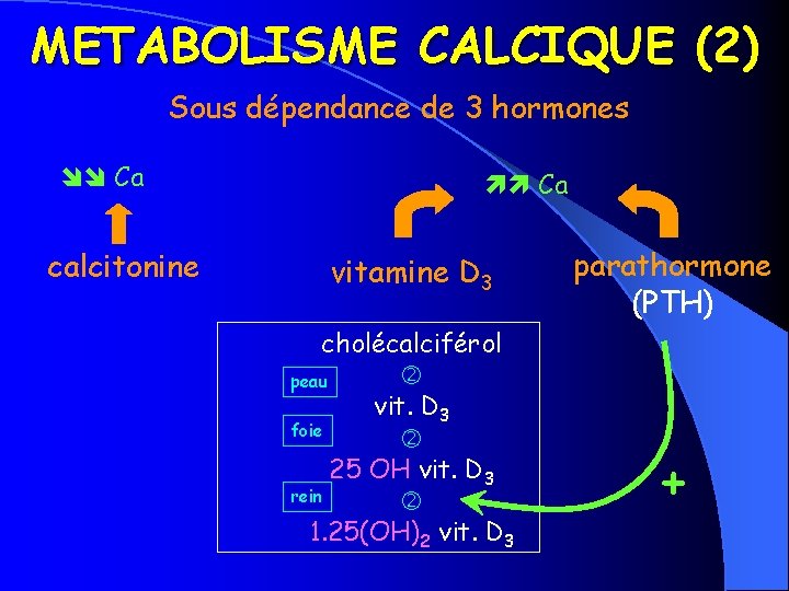 METABOLISME CALCIQUE (2) Sous dépendance de 3 hormones Ca calcitonine Ca vitamine D 3