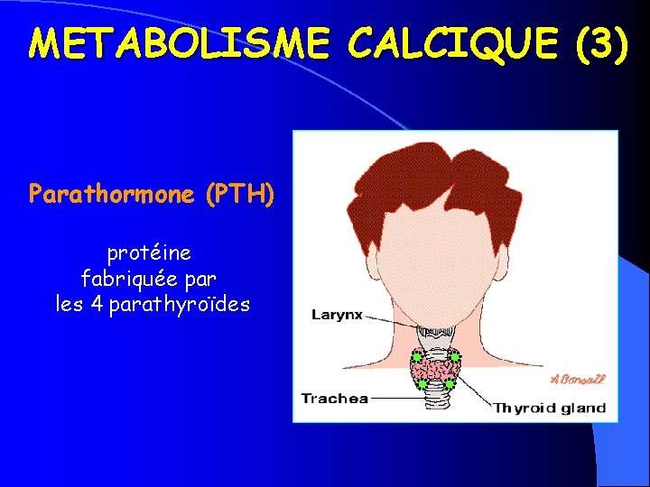 METABOLISME CALCIQUE (3) Parathormone (PTH) protéine fabriquée par les 4 parathyroïdes 