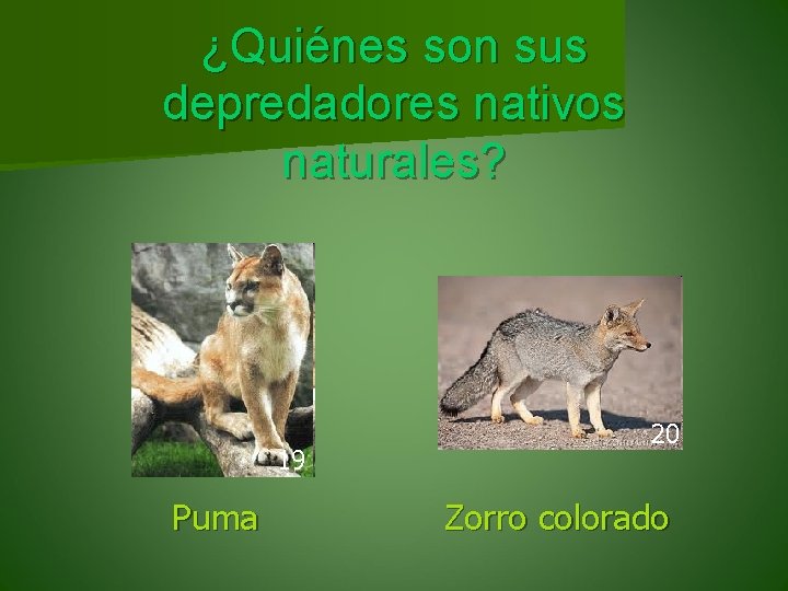 ¿Quiénes son sus depredadores nativos naturales? 19 Puma 20 Zorro colorado 