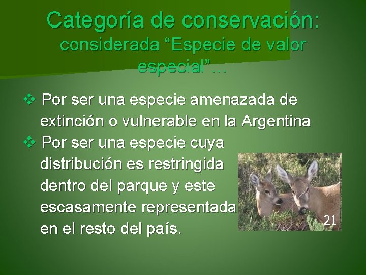 Categoría de conservación: considerada “Especie de valor especial”… v Por ser una especie amenazada