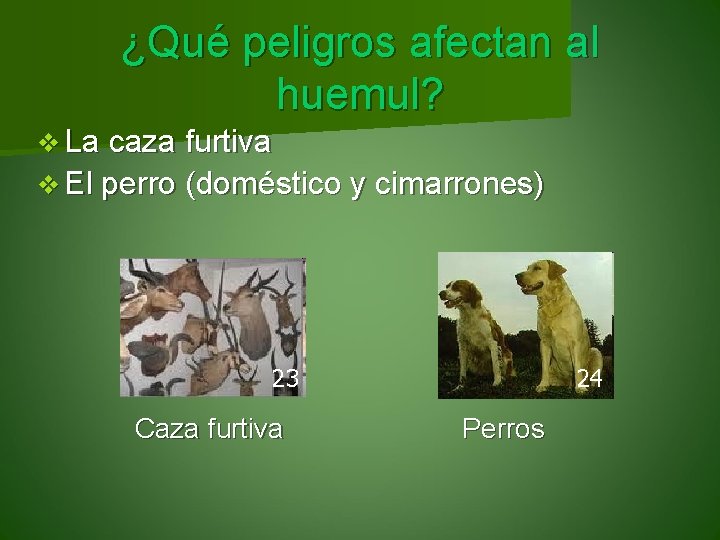 ¿Qué peligros afectan al huemul? v La caza furtiva v El perro (doméstico y