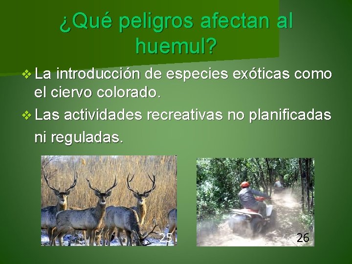 ¿Qué peligros afectan al huemul? v La introducción de especies exóticas como el ciervo