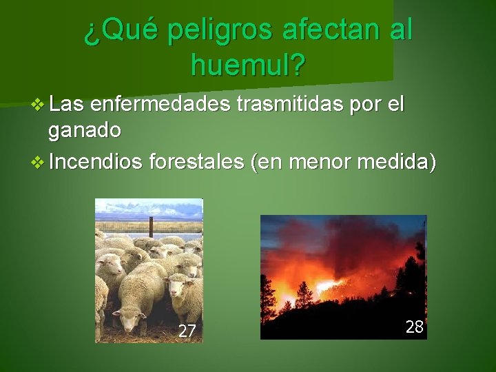 ¿Qué peligros afectan al huemul? v Las enfermedades trasmitidas por el ganado v Incendios