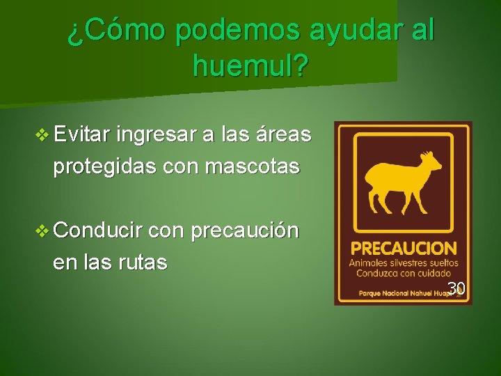 ¿Cómo podemos ayudar al huemul? v Evitar ingresar a las áreas protegidas con mascotas
