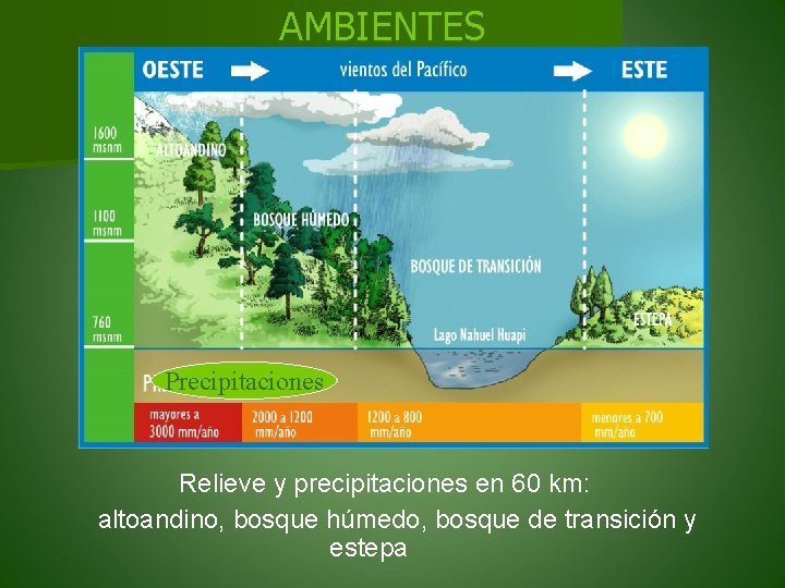 AMBIENTES Precipitaciones Relieve y precipitaciones en 60 km: altoandino, bosque húmedo, bosque de transición