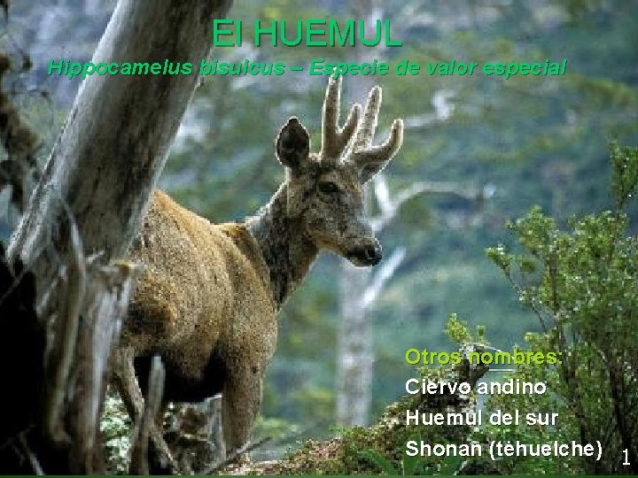 El HUEMUL Hippocamelus bisulcus – Especie de valor especial Otros nombres: Ciervo andino Huemul