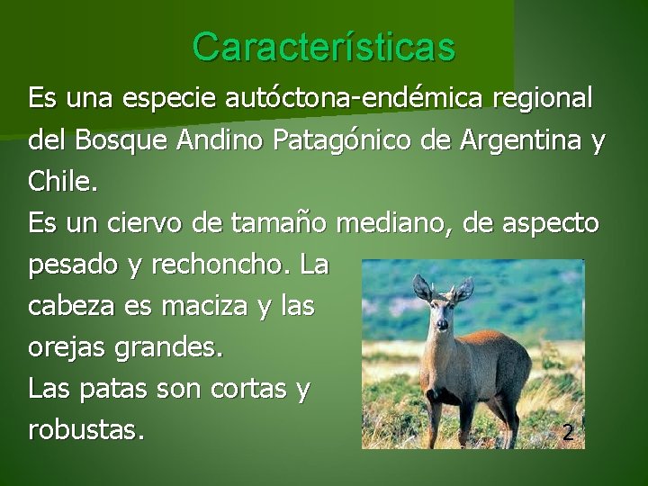 Características Es una especie autóctona-endémica regional del Bosque Andino Patagónico de Argentina y Chile.