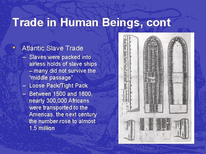 Trade in Human Beings, cont • Atlantic Slave Trade – Slaves were packed into