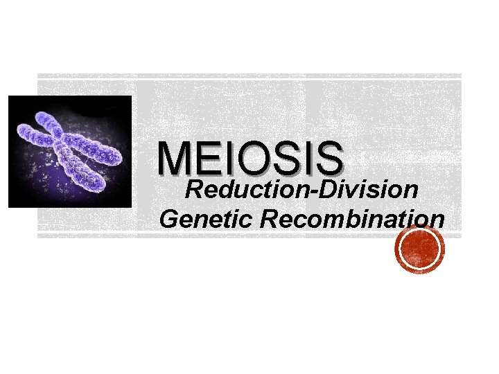 MEIOSIS Reduction-Division Genetic Recombination 