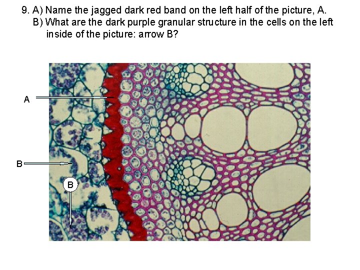 9. A) Name the jagged dark red band on the left half of the