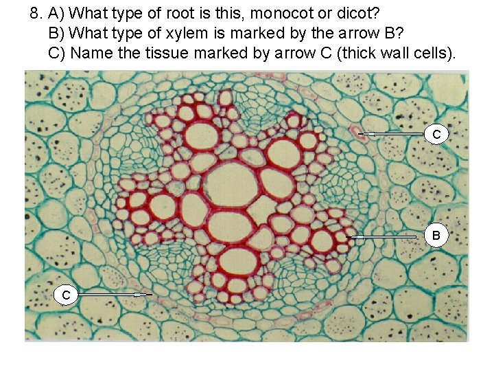 8. A) What type of root is this, monocot or dicot? B) What type