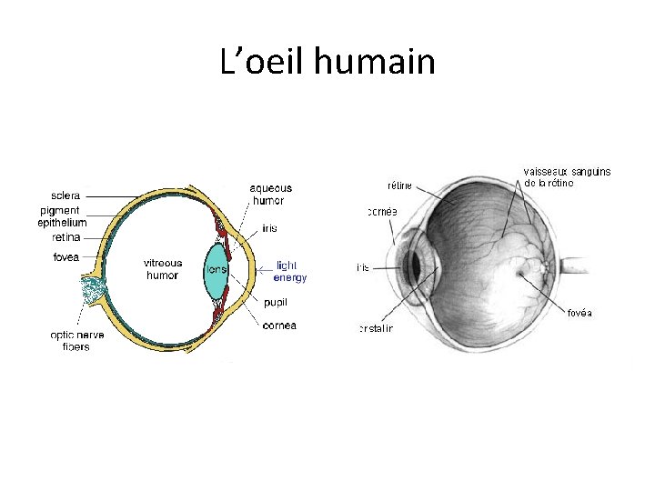 L’oeil humain 