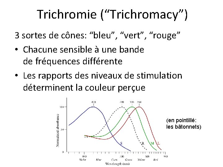 Trichromie (“Trichromacy”) 3 sortes de cônes: “bleu”, “vert”, “rouge” • Chacune sensible à une