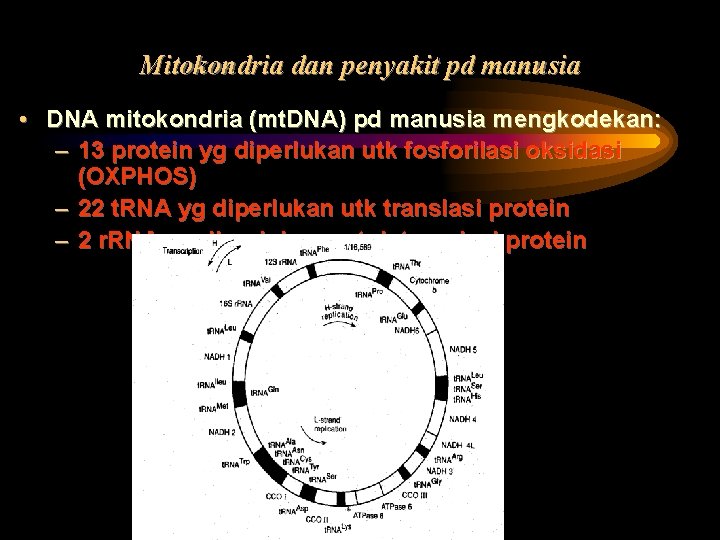 Mitokondria dan penyakit pd manusia • DNA mitokondria (mt. DNA) pd manusia mengkodekan: –