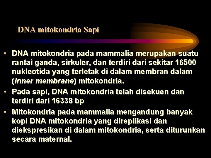 DNA mitokondria Sapi • DNA mitokondria pada mammalia merupakan suatu rantai ganda, sirkuler, dan