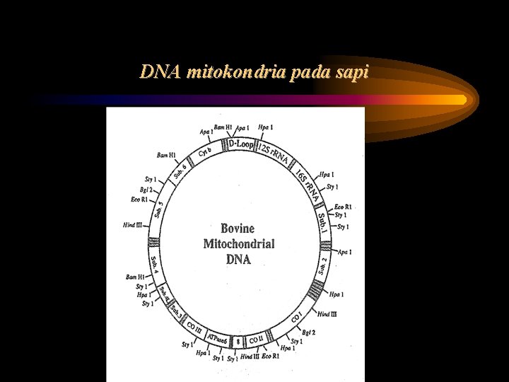 DNA mitokondria pada sapi 