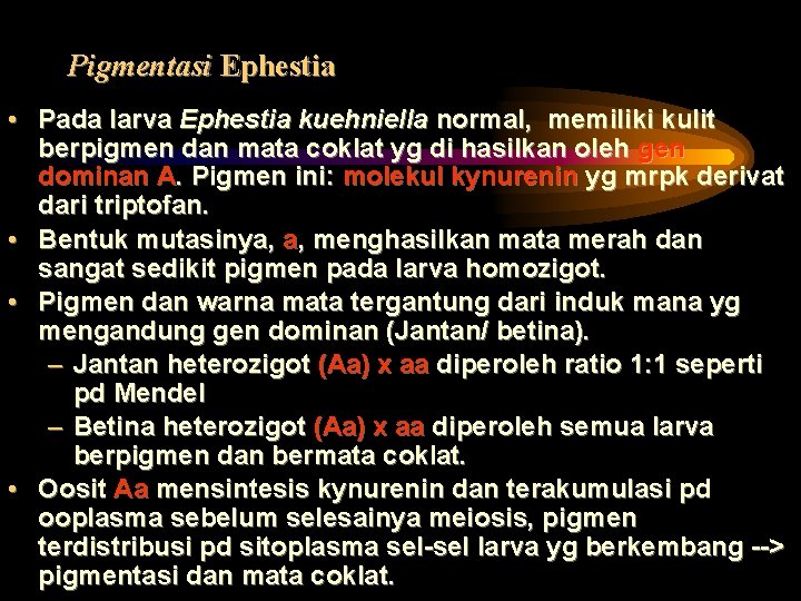 Pigmentasi Ephestia • Pada larva Ephestia kuehniella normal, memiliki kulit berpigmen dan mata coklat