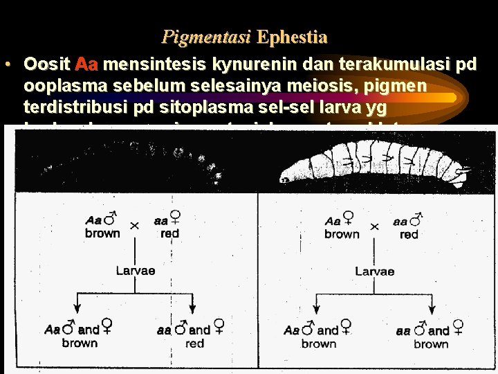 Pigmentasi Ephestia • Oosit Aa mensintesis kynurenin dan terakumulasi pd ooplasma sebelum selesainya meiosis,