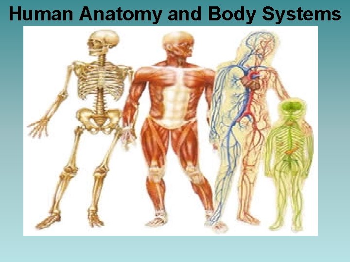 Human Anatomy and Body Systems Unit 
