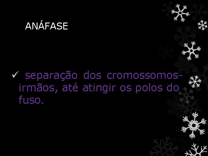 ANÁFASE ü separação dos cromossomosirmãos, até atingir os polos do fuso. 