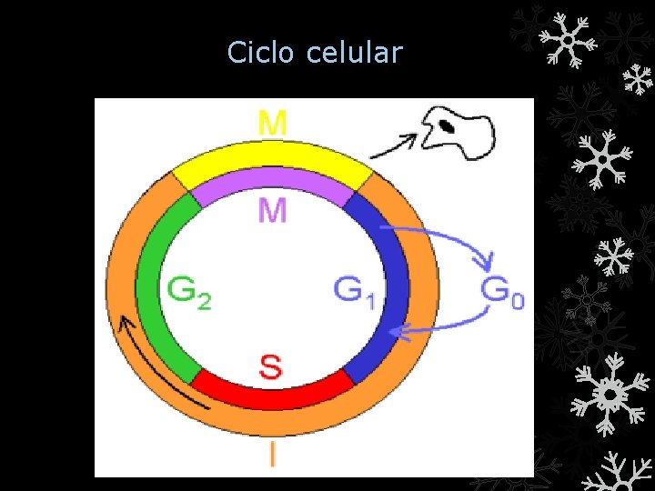 Ciclo celular 
