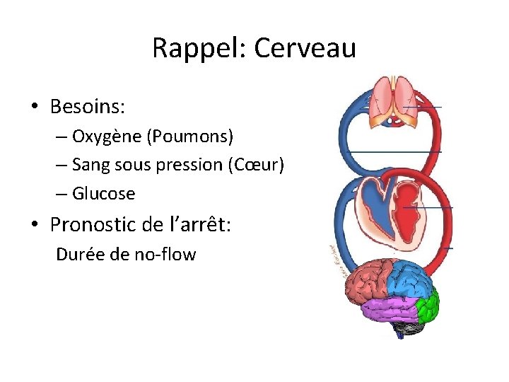 Rappel: Cerveau • Besoins: – Oxygène (Poumons) – Sang sous pression (Cœur) – Glucose
