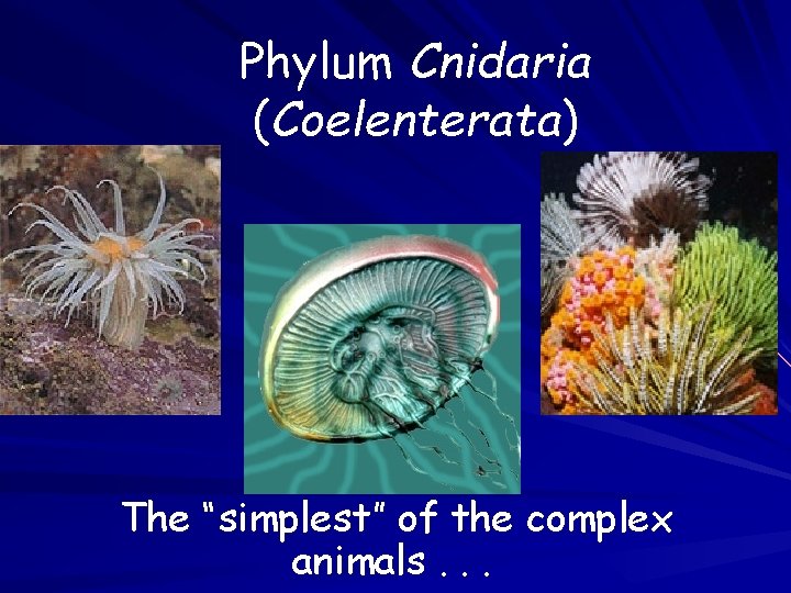 Phylum Cnidaria (Coelenterata) The “simplest” of the complex animals. . . Phylum Cnidaria (Coelenterata) The “simplest” of the complex animals. . .