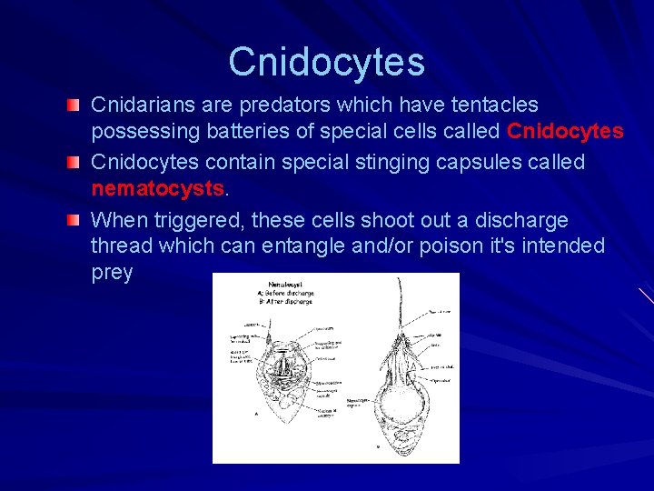 Cnidocytes Cnidarians are predators which have tentacles possessing batteries of special cells called Cnidocytes Cnidocytes Cnidarians are predators which have tentacles possessing batteries of special cells called Cnidocytes