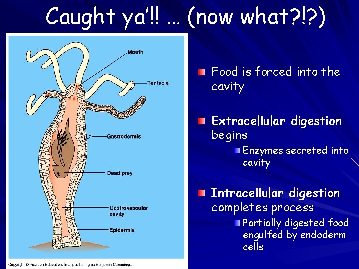 Caught ya’!! … (now what? !? ) Food is forced into the cavity Extracellular Caught ya’!! … (now what? !? ) Food is forced into the cavity Extracellular