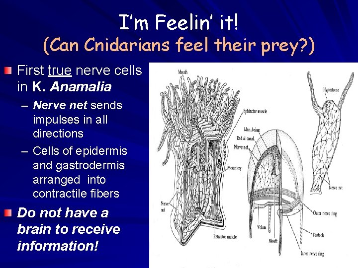 I’m Feelin’ it! (Can Cnidarians feel their prey? ) First true nerve cells in I’m Feelin’ it! (Can Cnidarians feel their prey? ) First true nerve cells in