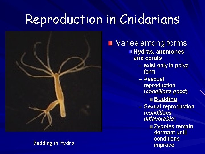 Reproduction in Cnidarians Varies among forms Budding in Hydras, anemones and corals – exist Reproduction in Cnidarians Varies among forms Budding in Hydras, anemones and corals – exist