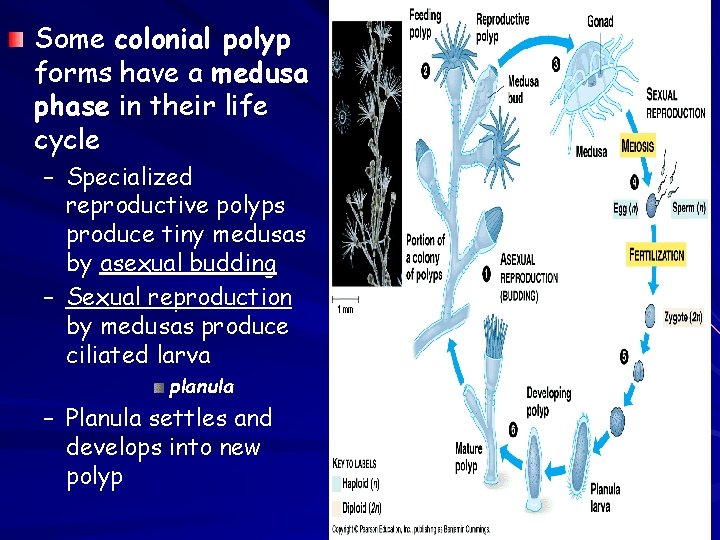 Some colonial polyp forms have a medusa phase in their life cycle – Specialized Some colonial polyp forms have a medusa phase in their life cycle – Specialized
