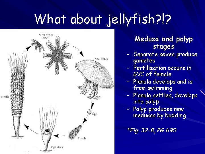What about jellyfish? !? Medusa and polyp stages – Separate sexes produce gametes – What about jellyfish? !? Medusa and polyp stages – Separate sexes produce gametes –