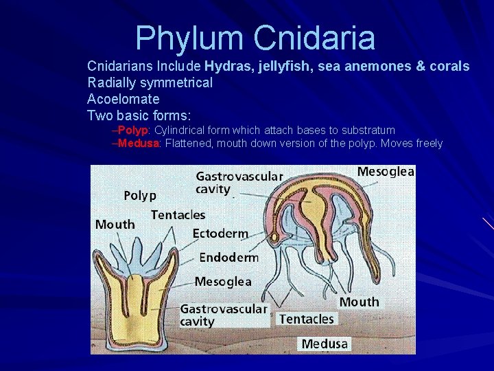 Phylum Cnidarians Include Hydras, jellyfish, sea anemones & corals Radially symmetrical Acoelomate Two basic Phylum Cnidarians Include Hydras, jellyfish, sea anemones & corals Radially symmetrical Acoelomate Two basic