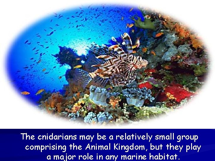 The cnidarians may be a relatively small group comprising the Animal Kingdom, but they The cnidarians may be a relatively small group comprising the Animal Kingdom, but they
