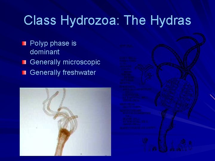 Class Hydrozoa: The Hydras Polyp phase is dominant Generally microscopic Generally freshwater Class Hydrozoa: The Hydras Polyp phase is dominant Generally microscopic Generally freshwater
