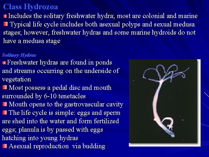 Class Hydrozoa Includes the solitary freshwater hydra; most are colonial and marine Typical life Class Hydrozoa Includes the solitary freshwater hydra; most are colonial and marine Typical life