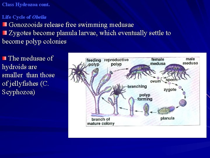 Class Hydrozoa cont. Life Cycle of Obelia Gonozooids release free swimming medusae Zygotes become Class Hydrozoa cont. Life Cycle of Obelia Gonozooids release free swimming medusae Zygotes become