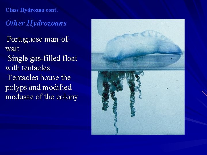 Class Hydrozoa cont. Other Hydrozoans Portuguese man-ofwar: Single gas-filled float with tentacles Tentacles house Class Hydrozoa cont. Other Hydrozoans Portuguese man-ofwar: Single gas-filled float with tentacles Tentacles house