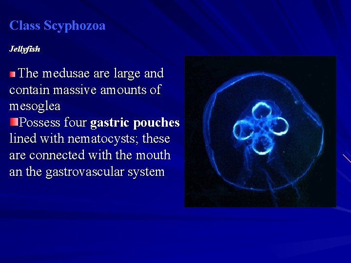 Class Scyphozoa Jellyfish The medusae are large and contain massive amounts of mesoglea Possess Class Scyphozoa Jellyfish The medusae are large and contain massive amounts of mesoglea Possess