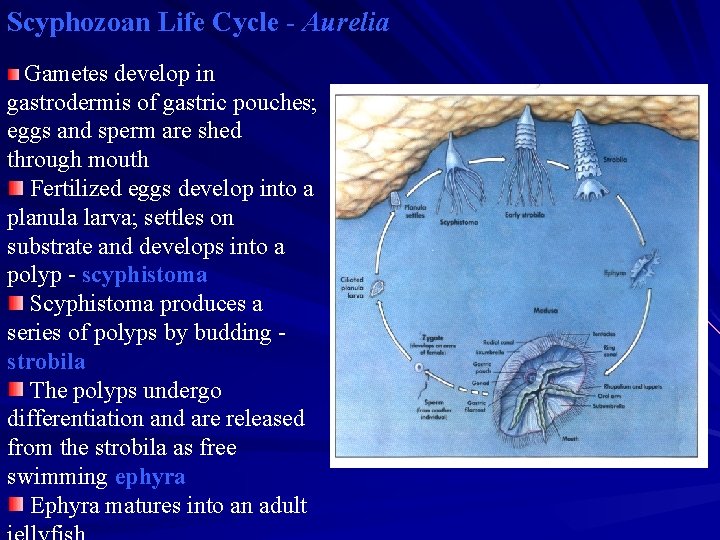 Scyphozoan Life Cycle - Aurelia Gametes develop in gastrodermis of gastric pouches; eggs and Scyphozoan Life Cycle - Aurelia Gametes develop in gastrodermis of gastric pouches; eggs and