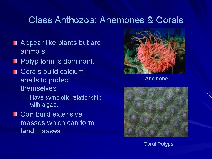 Class Anthozoa: Anemones & Corals Appear like plants but are animals. Polyp form is Class Anthozoa: Anemones & Corals Appear like plants but are animals. Polyp form is
