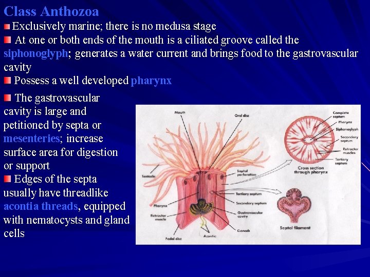 Class Anthozoa Exclusively marine; there is no medusa stage At one or both ends Class Anthozoa Exclusively marine; there is no medusa stage At one or both ends