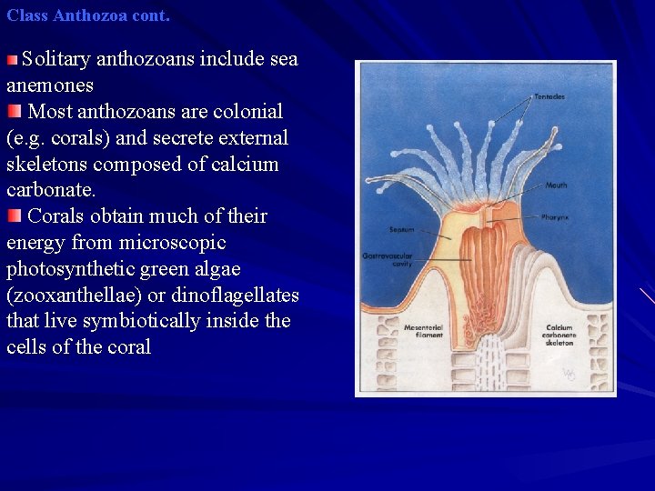 Class Anthozoa cont. Solitary anthozoans include sea anemones Most anthozoans are colonial (e. g. Class Anthozoa cont. Solitary anthozoans include sea anemones Most anthozoans are colonial (e. g.