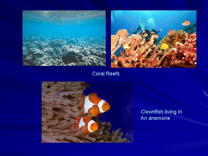 Coral Reefs Clownfish living in An anemone Coral Reefs Clownfish living in An anemone