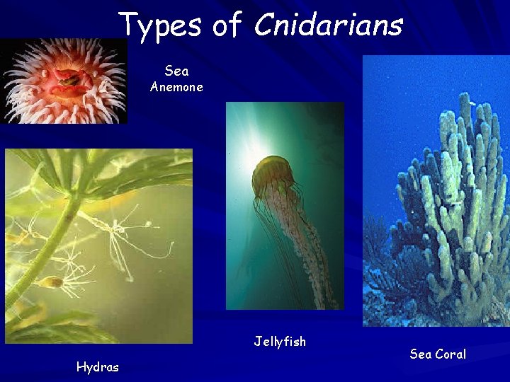 Types of Cnidarians Sea Anemone Jellyfish Hydras Sea Coral Types of Cnidarians Sea Anemone Jellyfish Hydras Sea Coral